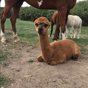 Meet your Posher, Ashley